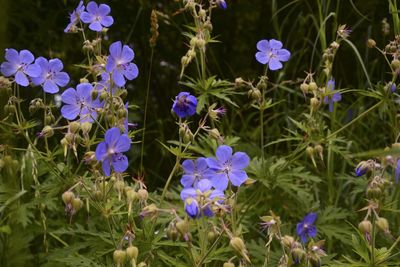 High angle view of purple flowering plants on field