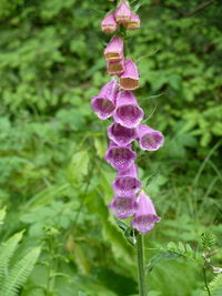 Close-up of purple flowers blooming outdoors