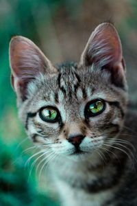 Close-up portrait of tabby cat