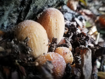 Close-up of fruit