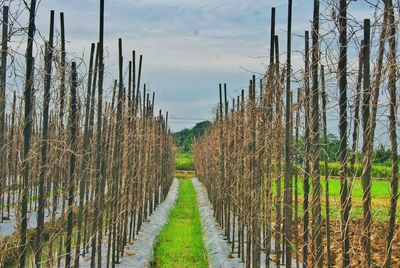 Dried vines in vineyard against sky