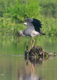 High angle view of gray heron on lake