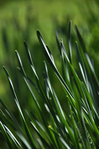 Close-up view of grass