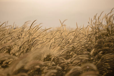 Close-up of plants in farm against sky