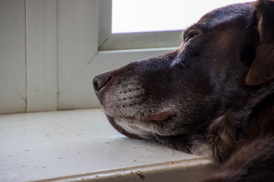 Close-up of a dog looking away