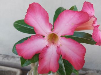 Close-up of pink flowering plant