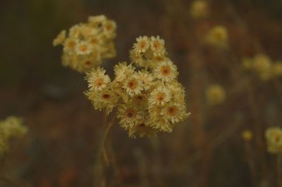 Close-up of plant