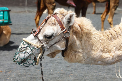 Camel, timanfaya national park, spain