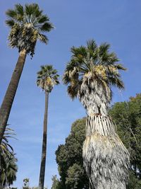 Low angle view of palm trees against clear blue sky