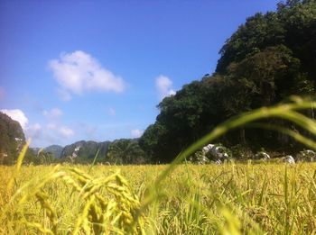 Scenic view of grassy field against sky