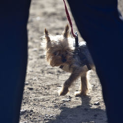 Small dog standing in water