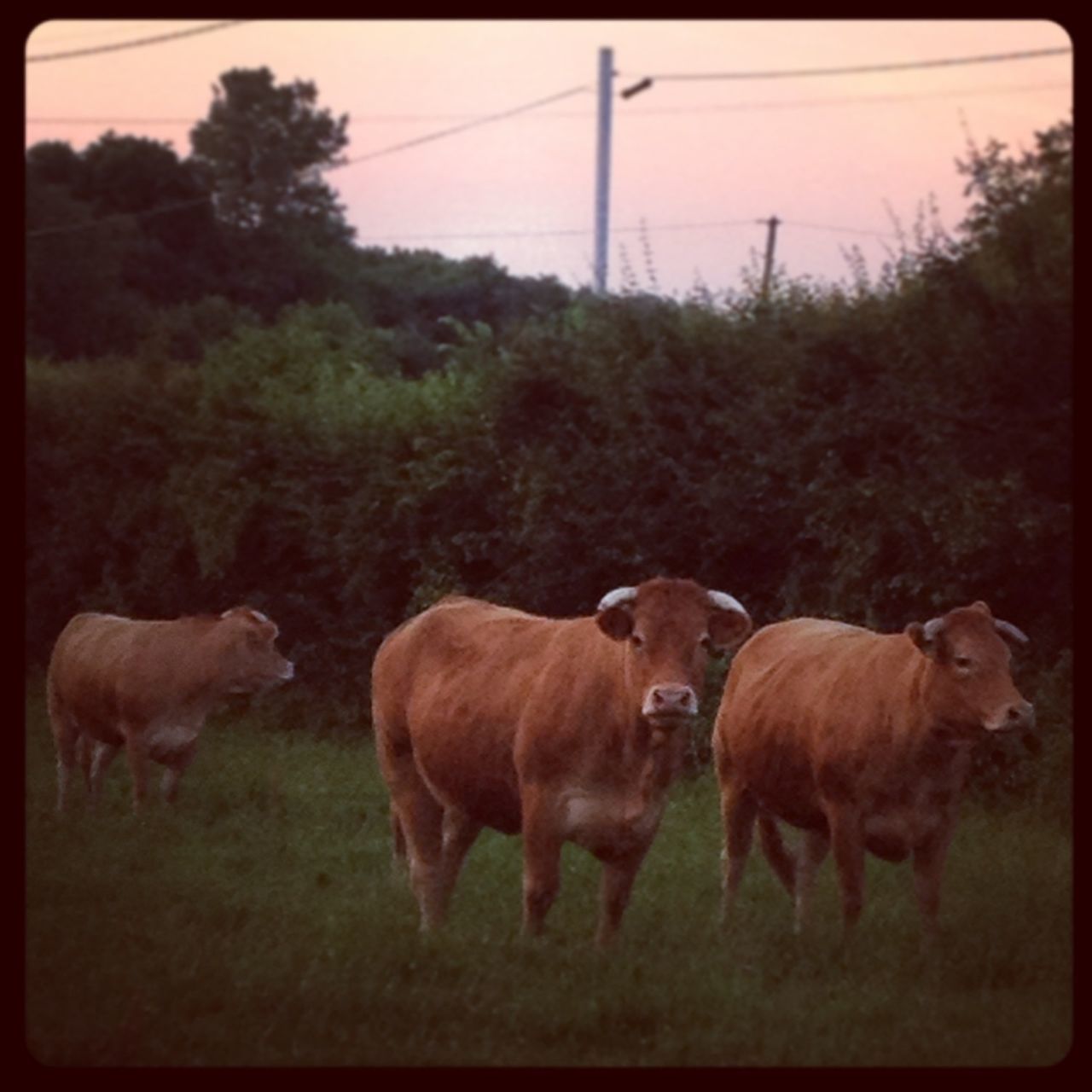 domestic animals, animal themes, mammal, livestock, cow, two animals, field, grass, cattle, standing, togetherness, horse, domestic cattle, three animals, auto post production filter, green color, tree, nature, medium group of animals, day