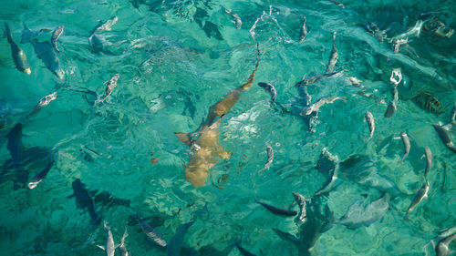 High angle view of bany shark swimming among school of fish abstract business opportunities