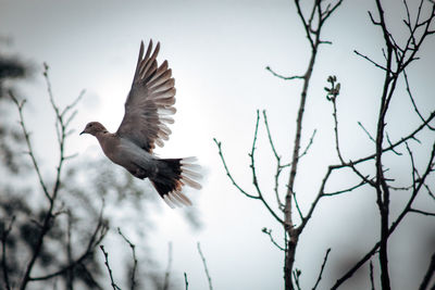 Low angle view of bird flying against the sky