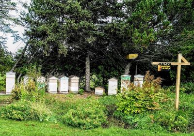 Trees growing on field