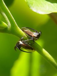 Close-up of insect on leaf