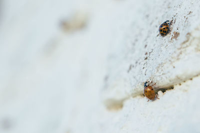 High angle view of ladybug on wall