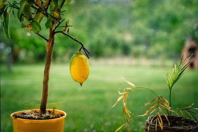 Lemon fruit in lemon tree in the backyard