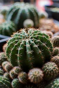 Close-up of succulent plant