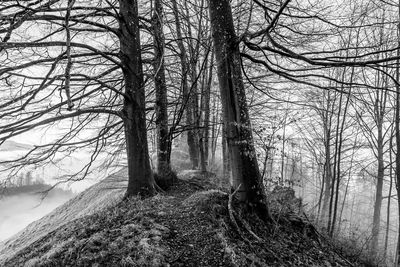 Bare trees in forest during winter