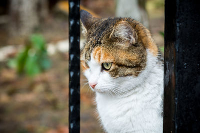 Close-up of cat outdoors