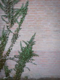 Plant growing on wall