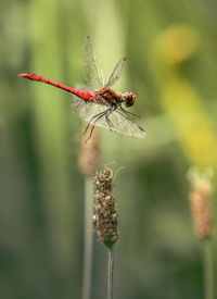 Close-up of dragonfly on flower