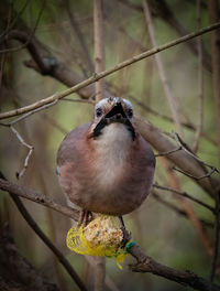 Close-up of bird perching on branch