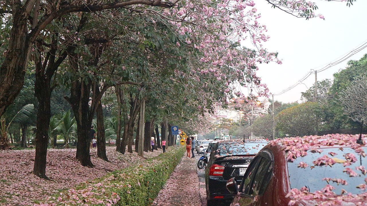 CARS ON ROAD AGAINST TREES