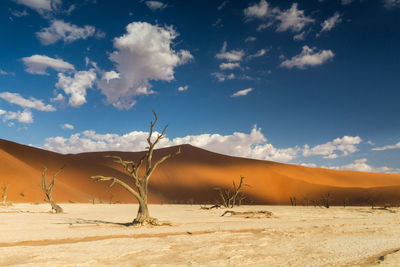 Bare trees at desert against sky