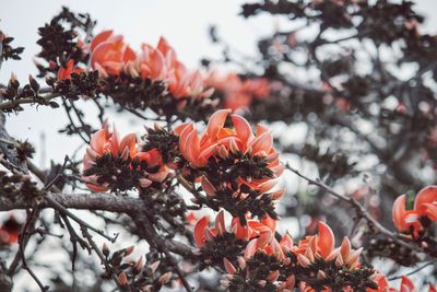 Close-up of orange flowering plants