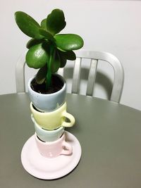 Close-up of potted plant on table