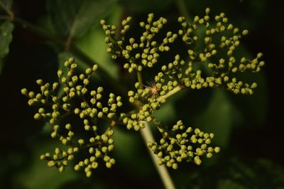 Close-up of plant