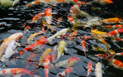carp