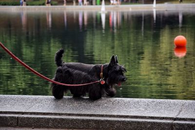 Dog retaining wall against lake