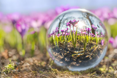 Close-up of purple flowering plants on field