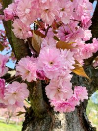 Close-up of pink cherry blossoms