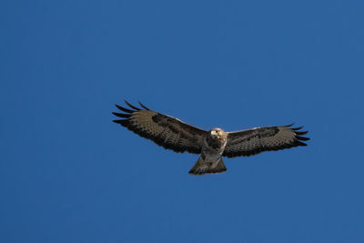 Low angle view of buzzard flying in sky