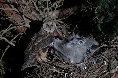 A long-eared owl on its nest