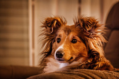 Close-up portrait of a dog looking away
