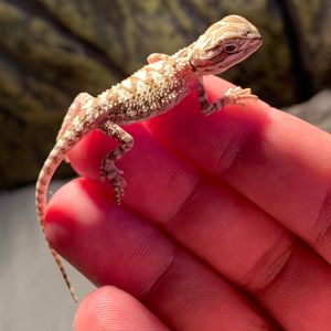 Close-up of hand holding leaf