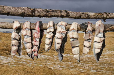 Drying fish in iceland