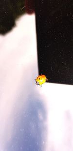 Close-up of ladybug on glass window