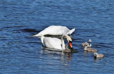 Swan feeding the young with seawede.. ultra blue water.