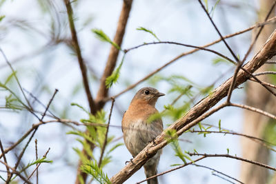 Female eastern bluebird sialia sialis perches on a branch high in a tree and looks down 