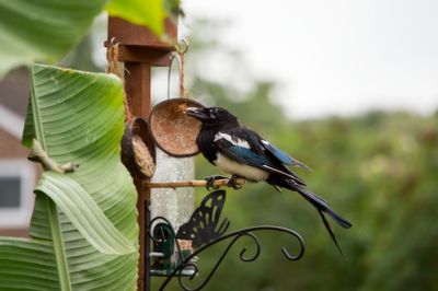 Close-up of bird against wall