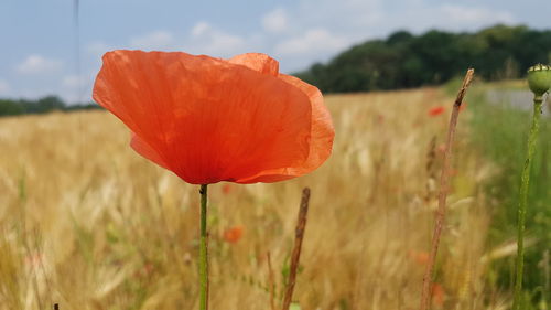 Close-up of poppy on field