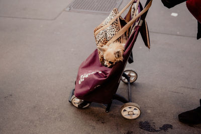 Low section of stroller with dog on street