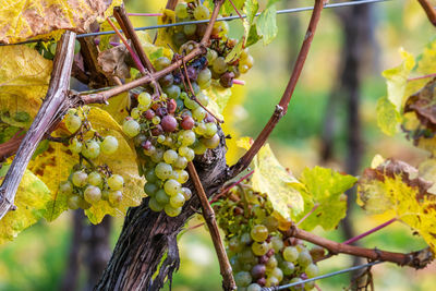 Ripe yellow grapes hang in the backlight of the sun on the bush