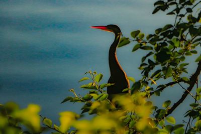 View of a bird in the water